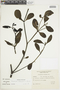 Phoradendron bathyoryctum image