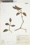 Phoradendron caripense image