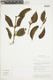 Phoradendron chrysocladon image