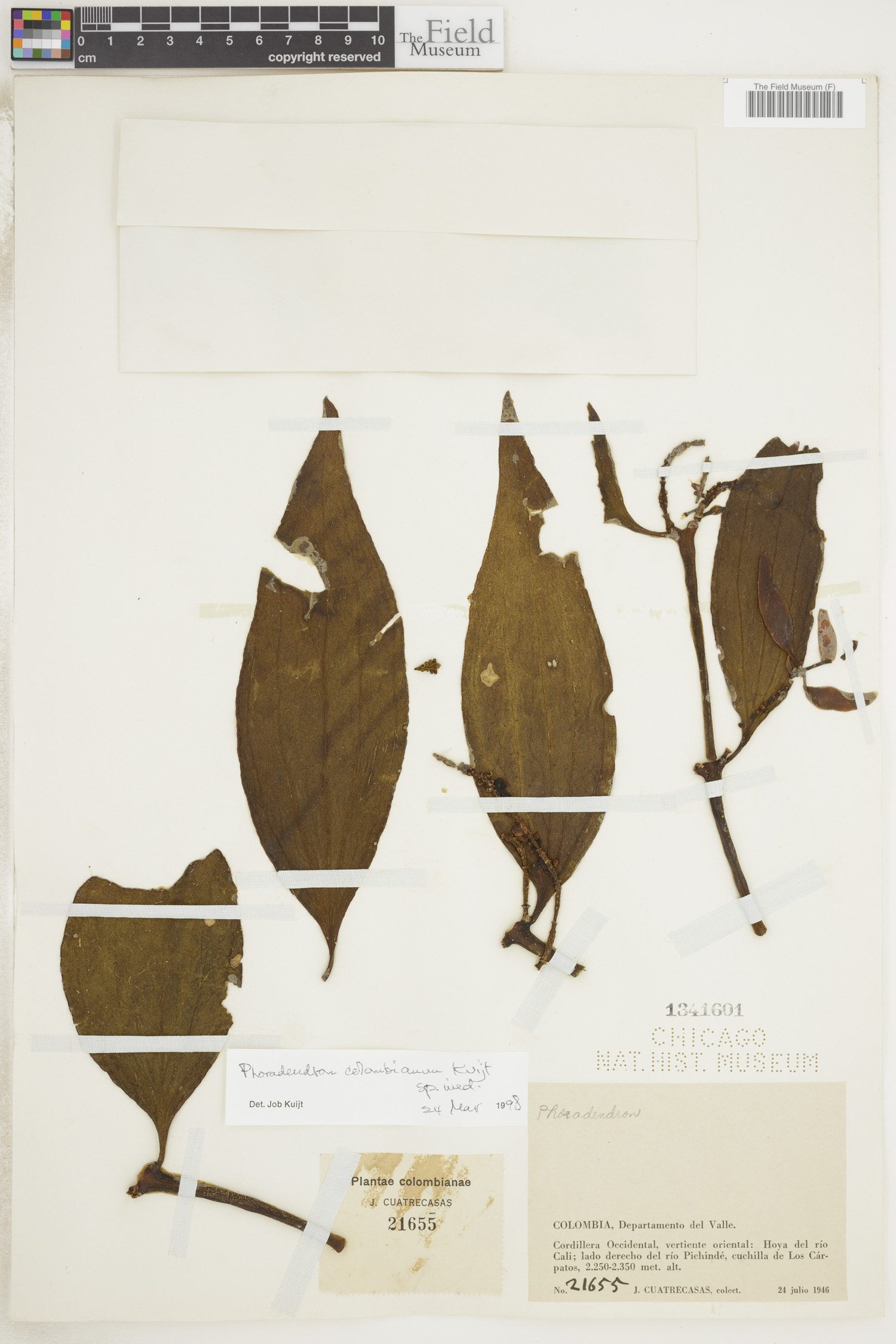 Phoradendron colombianum image
