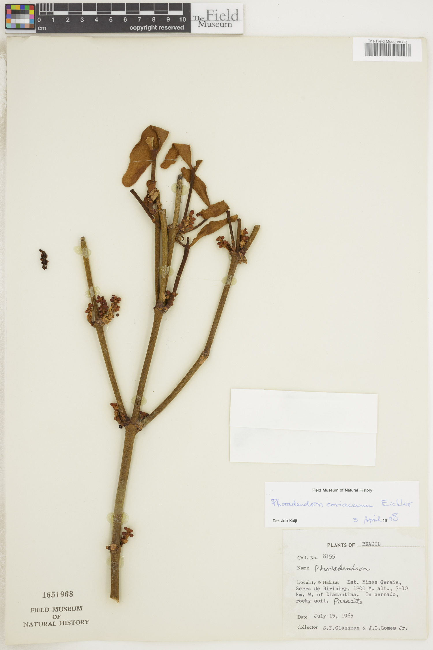 Phoradendron coriaceum image