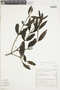Phoradendron coriaceum image
