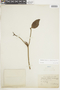 Phoradendron dichotomum image