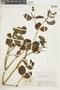 Phoradendron dichotomum image