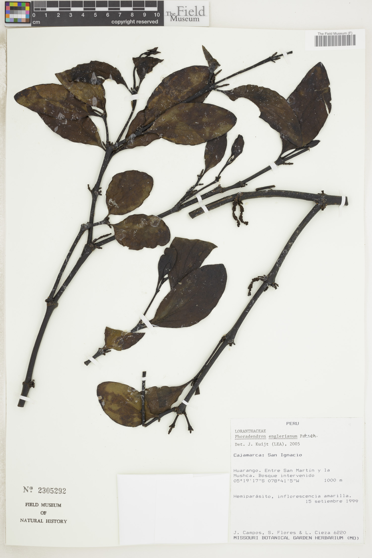 Phoradendron englerianum image