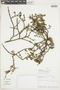 Phoradendron ernstianum image
