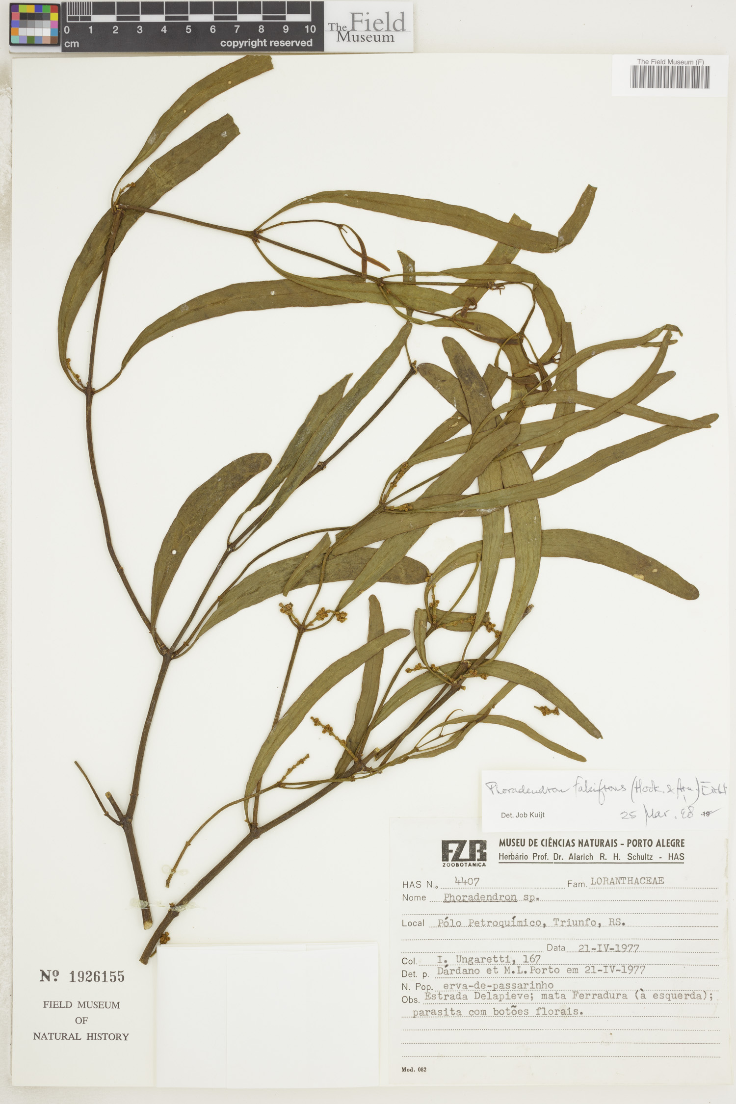 Phoradendron falcifrons image