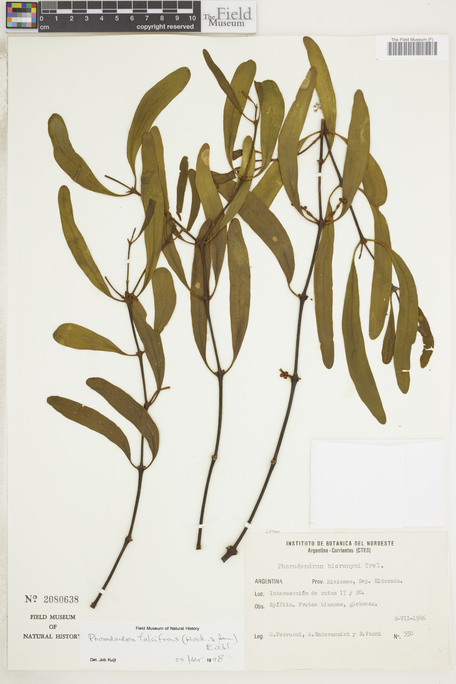 Phoradendron falcifrons image