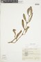 Phoradendron falcifrons image