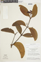 Phoradendron hexastichum image