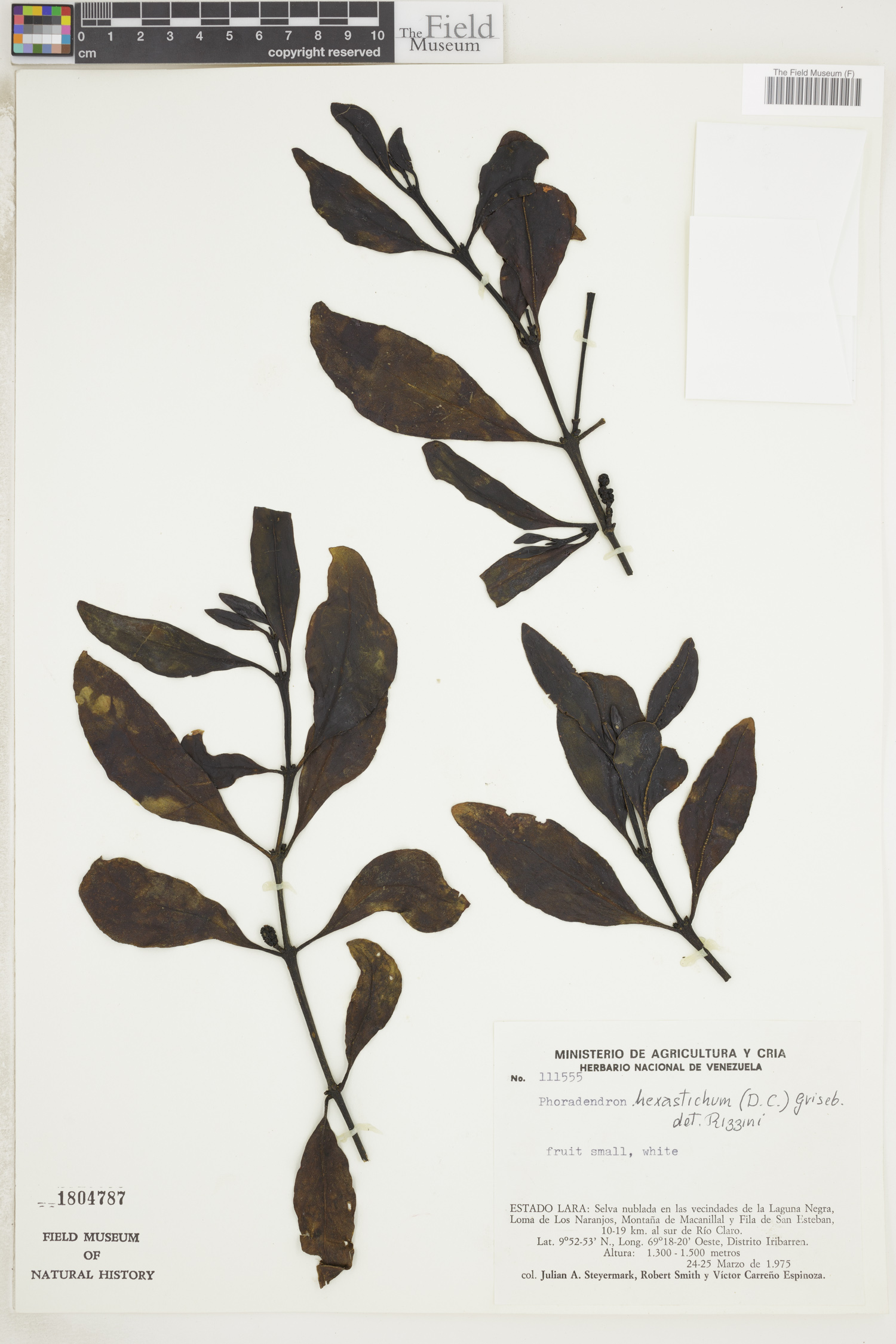 Phoradendron hexastichum image