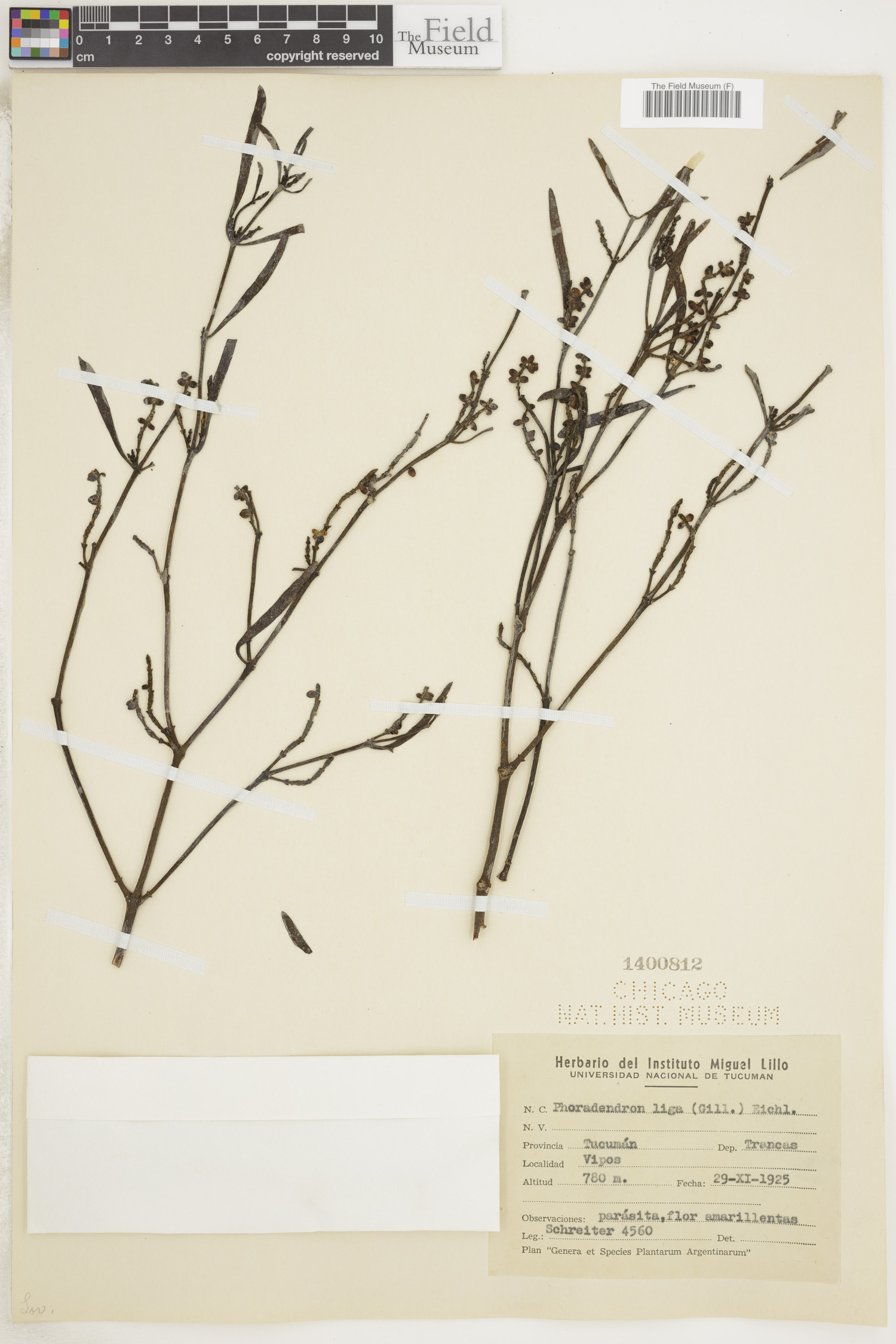 Phoradendron liga image