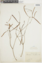 Phoradendron linearifolium image