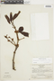 Phoradendron longipetiolatum image