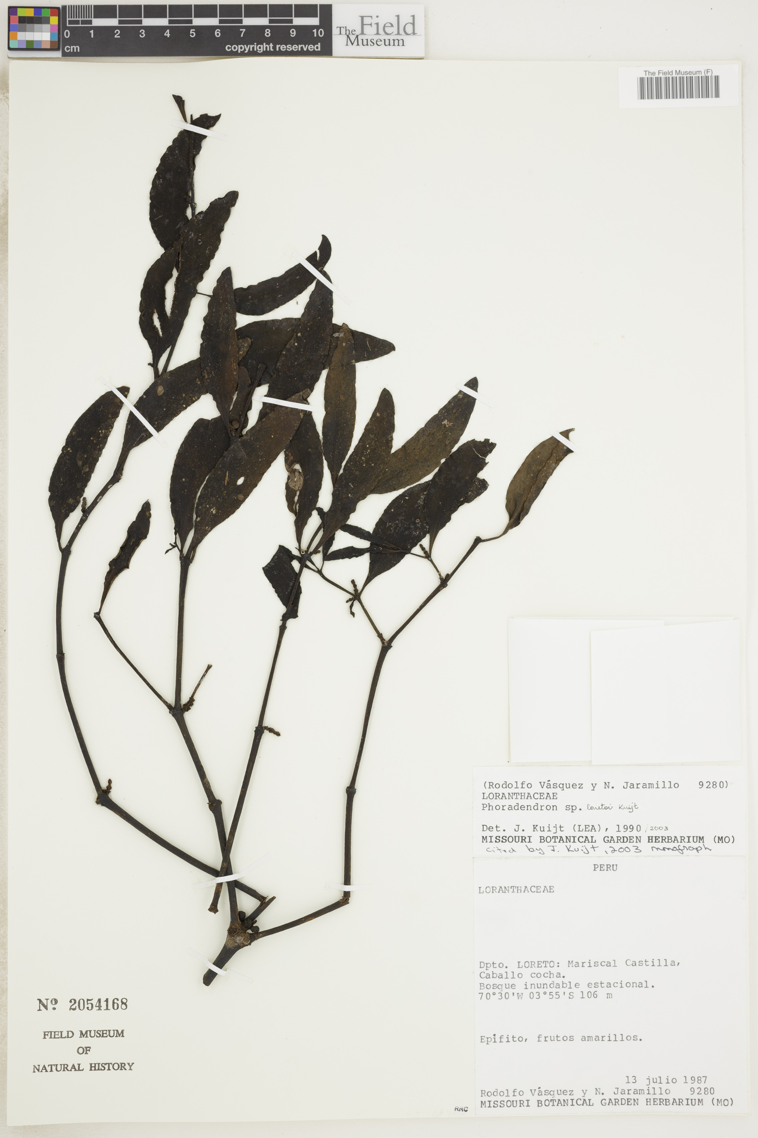 Phoradendron loretoi image