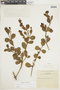 Phoradendron mucronatum image