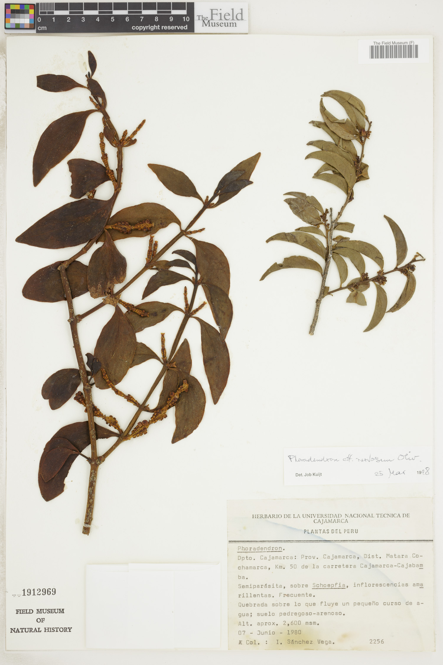 Phoradendron nervosum image