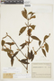 Phoradendron nervosum image