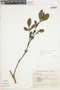 Phoradendron nigricans image