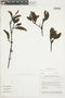 Phoradendron nigricans image