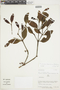 Phoradendron obtusissimum image