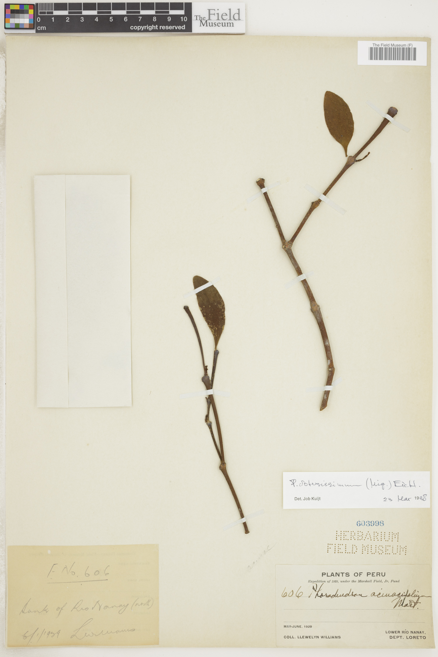 Phoradendron obtusissimum image