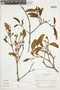 Phoradendron obtusissimum image
