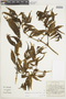 Phoradendron parietarioides image