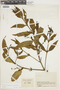 Phoradendron parietarioides image