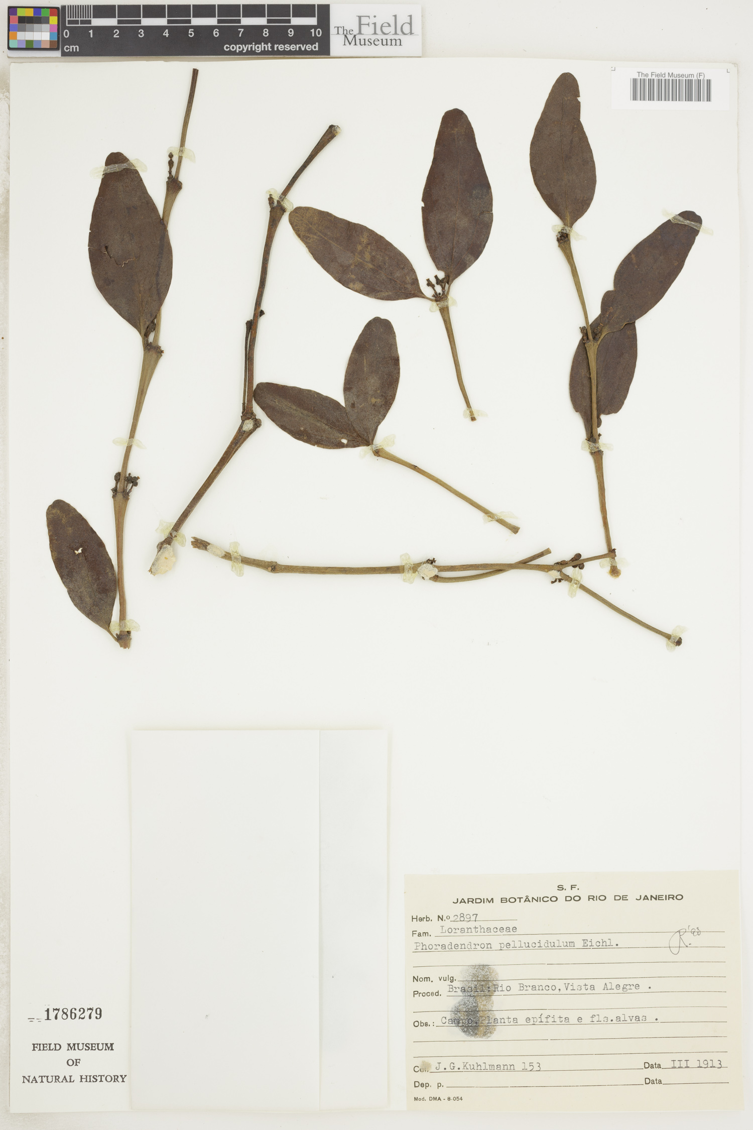 Phoradendron pellucidulum image