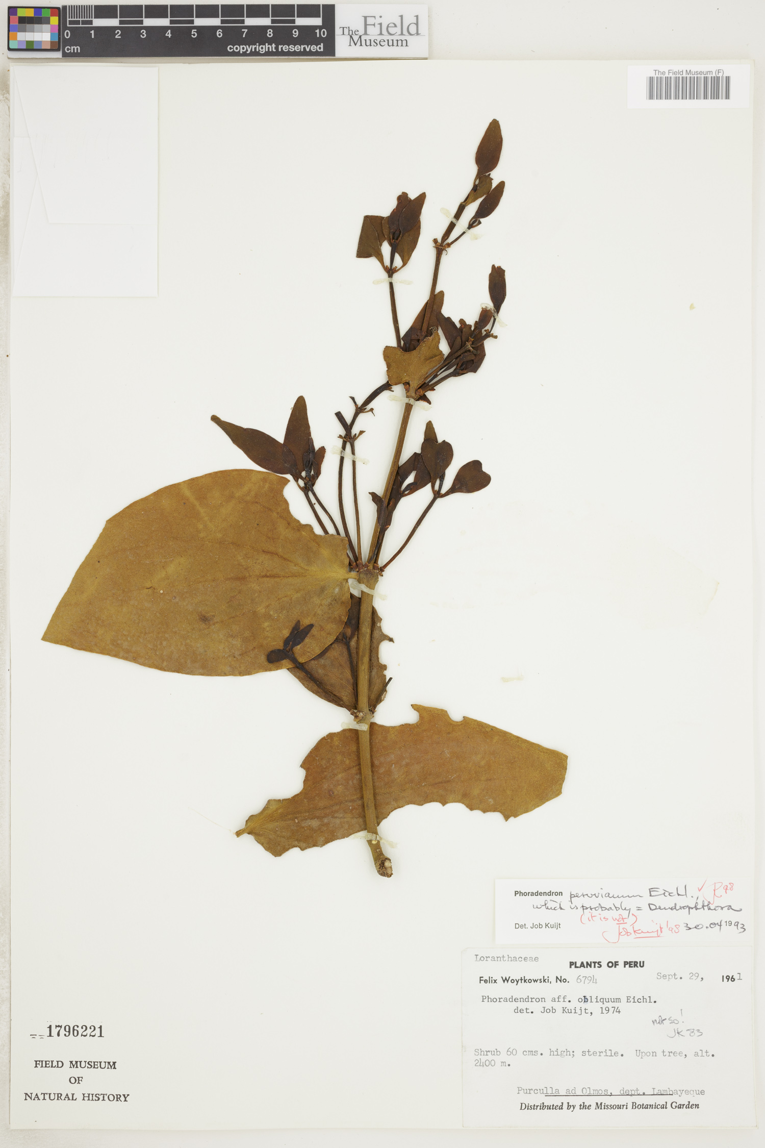 Phoradendron peruvianum image