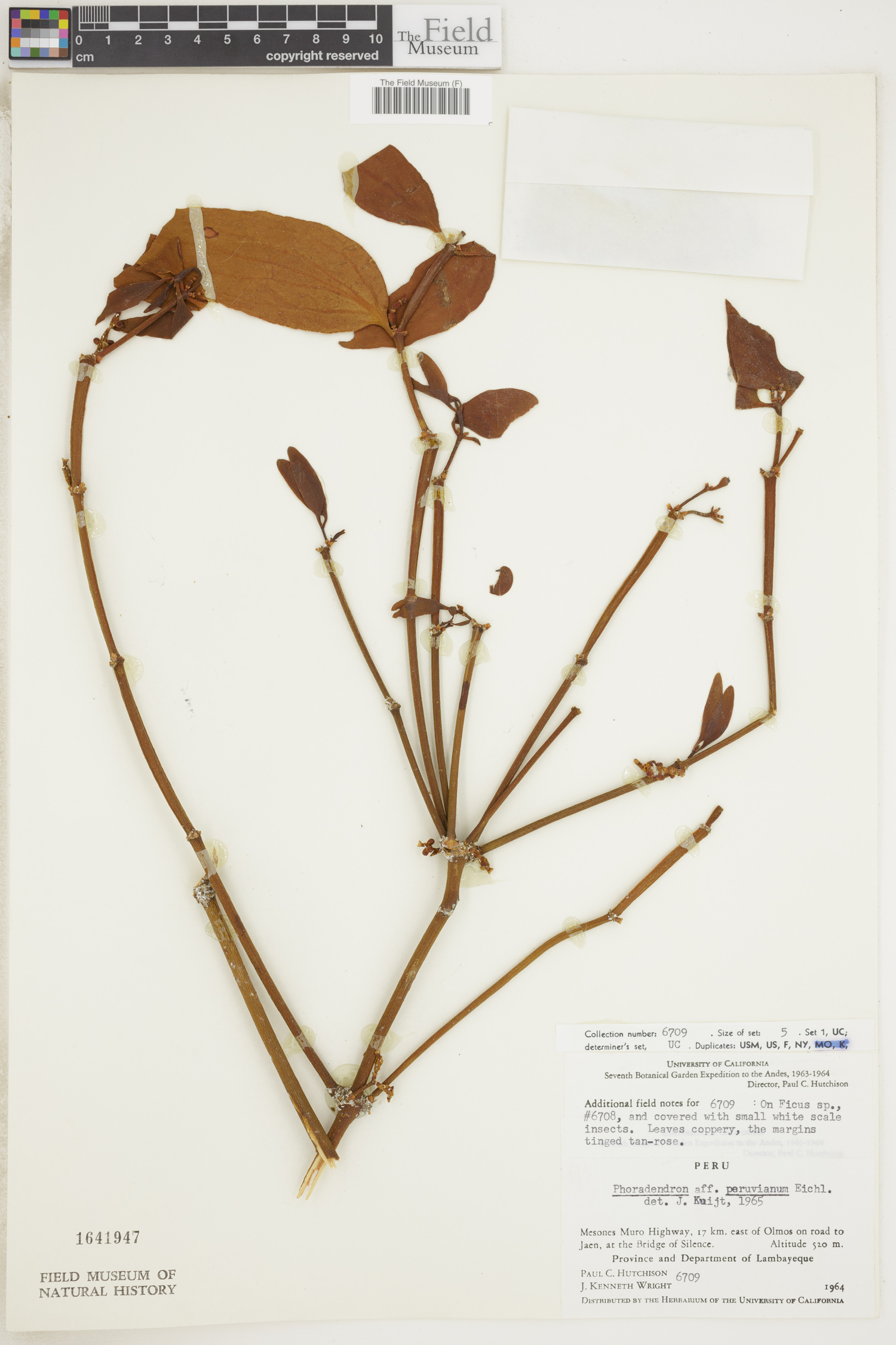 Phoradendron peruvianum image