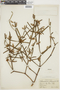 Phoradendron platycaulon image