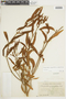 Phoradendron angustifolium image