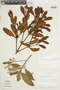 Phoradendron caripense image