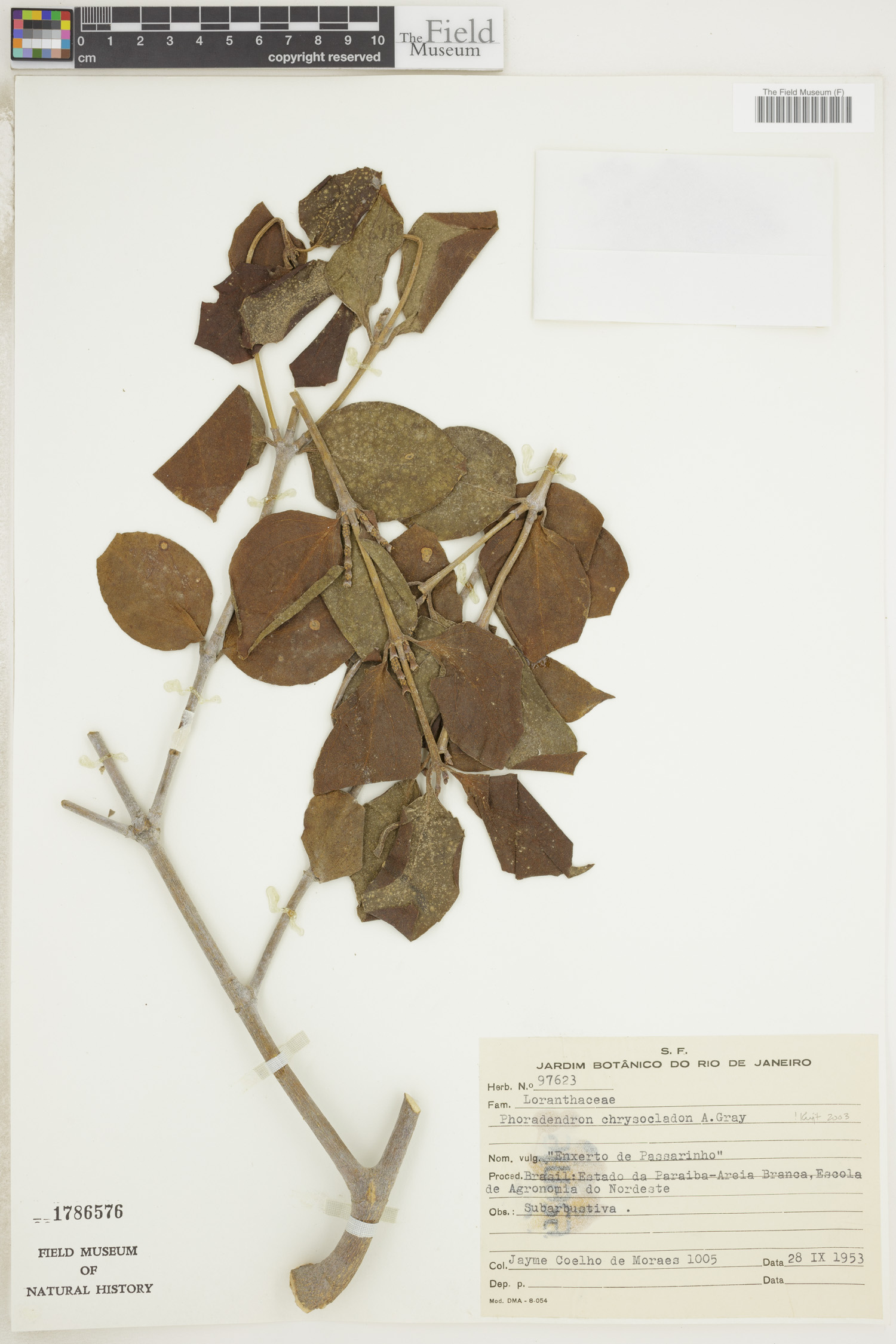 Phoradendron chrysocladon image