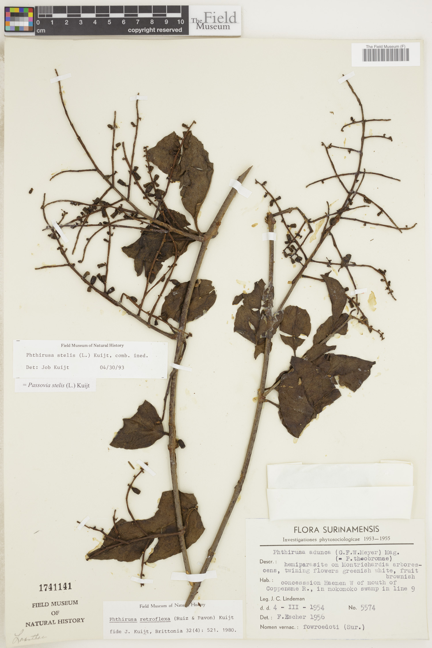 Passovia stelis image
