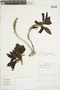 Buchenavia macrophylla image