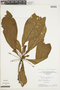 Buchenavia macrophylla image