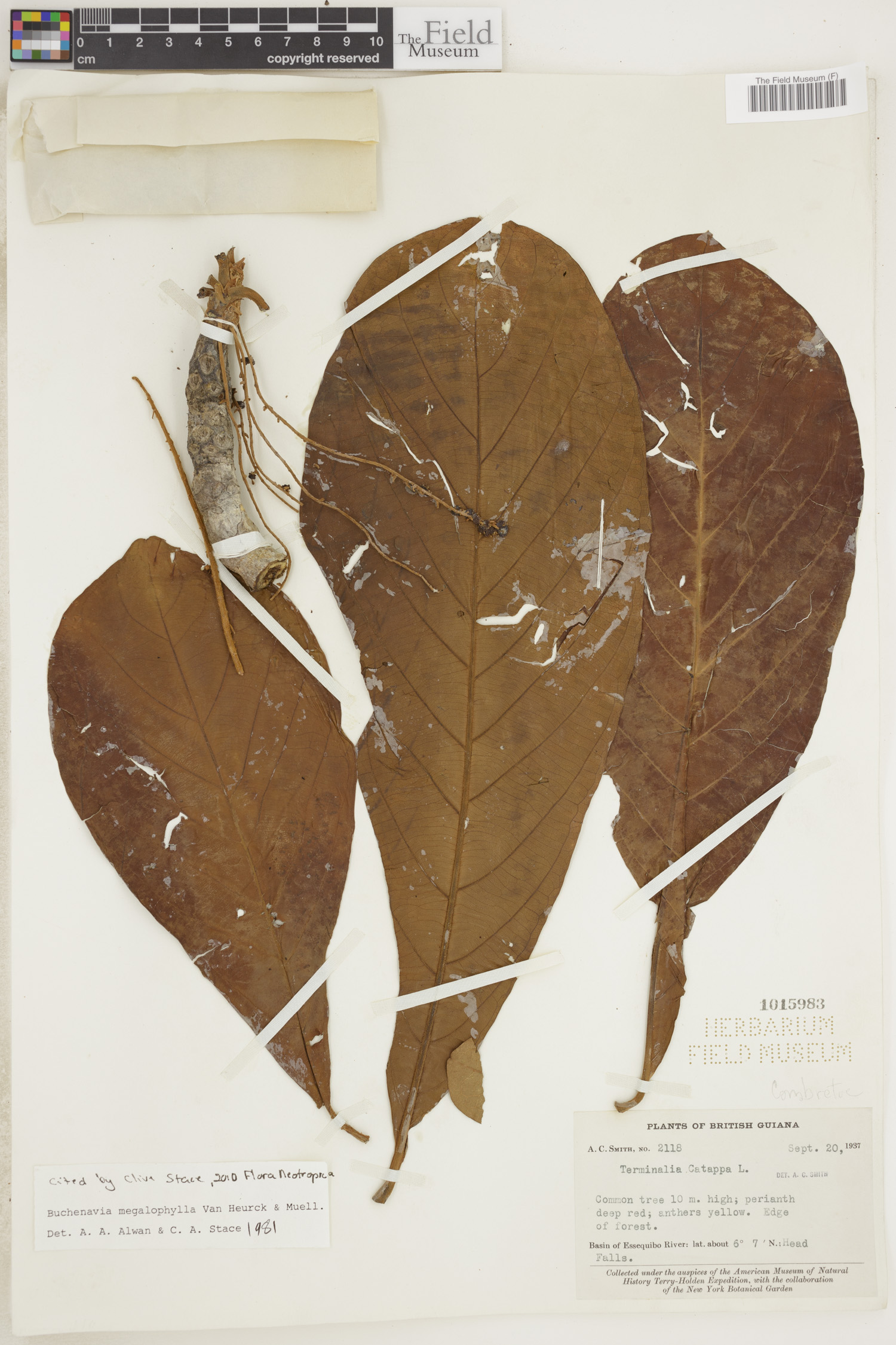Terminalia megalophylla image