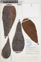 Buchenavia reticulata image