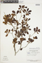 Buchenavia tetraphylla image