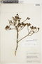 Buchenavia tetraphylla image