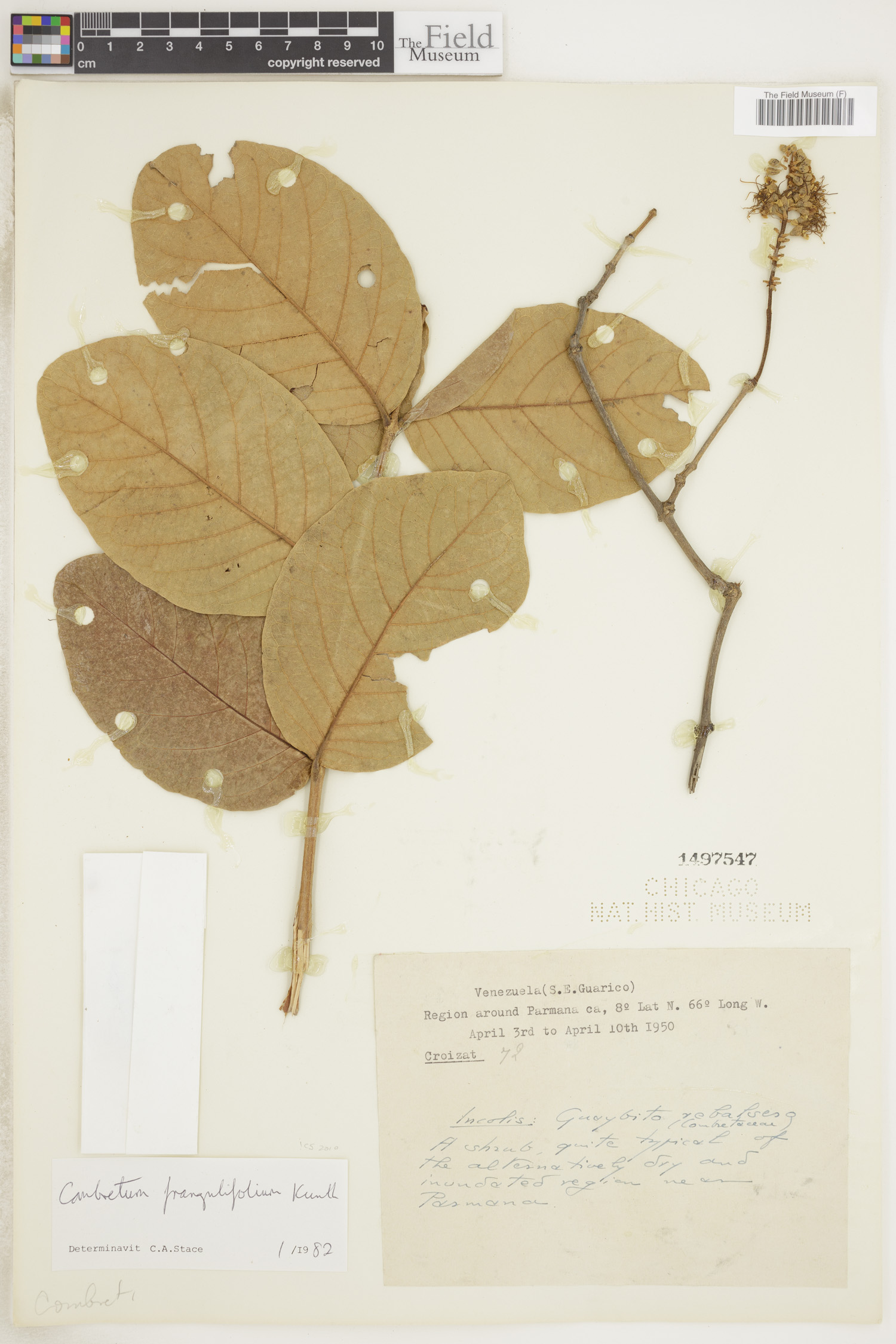 Combretum frangulifolium image