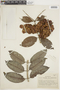 Combretum fruticosum image