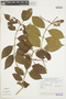 Combretum fruticosum image