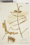 Combretum lanceolatum image
