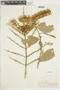 Combretum lanceolatum image