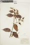 Combretum laurifolium image