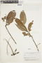 Combretum laurifolium image